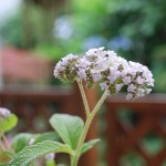 ヘリオトロープ